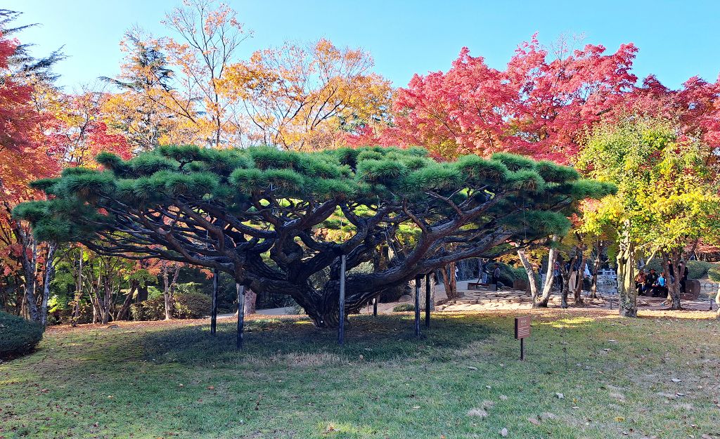 k-Gyeongju - Besuch Bulguska Tempel und Parkanlage -1 k-Gyeongju - Besuch Bulguska Tempel und Parkanlage -1