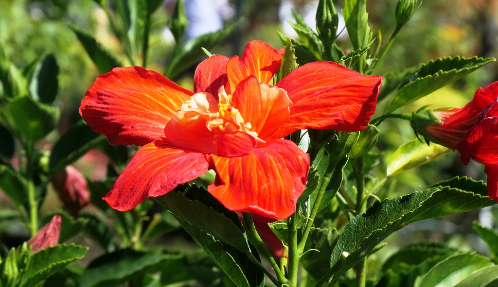 k-Blumen in Fuji Hakone NP (1)