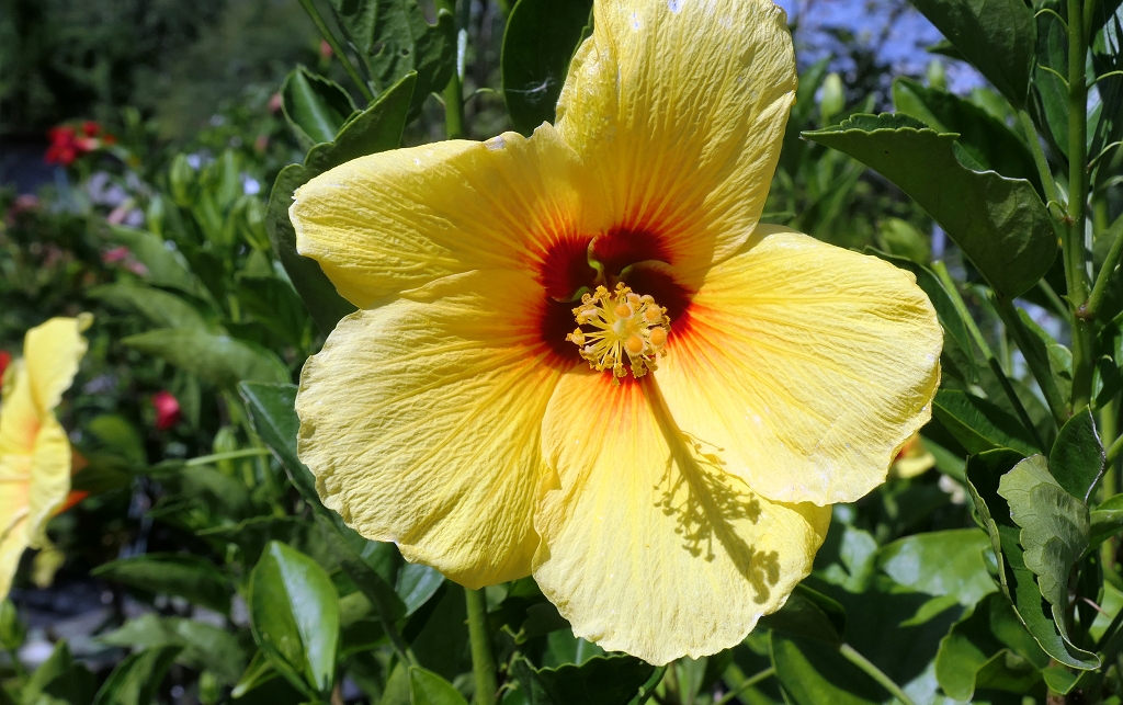 k-Blumen in Fuji Hakone NP (3)