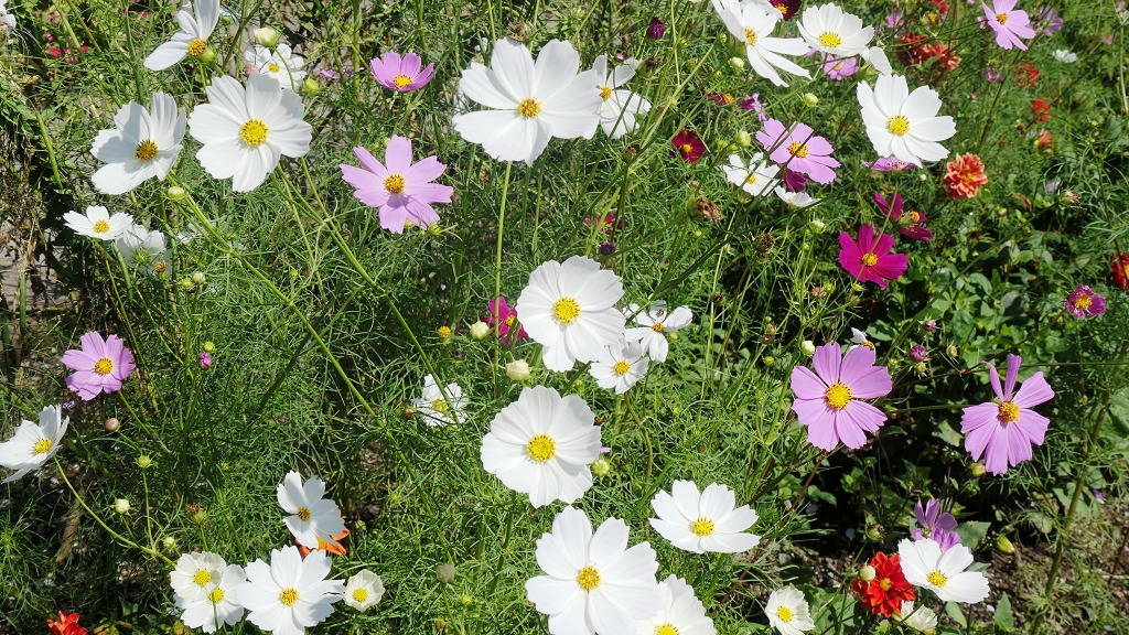 k-Blumen in Fuji Hakone NP (4)